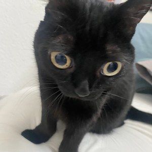 Meet your Posher, Kim